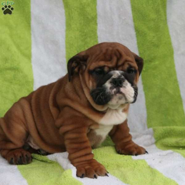 Mickey, English Bulldog Puppy